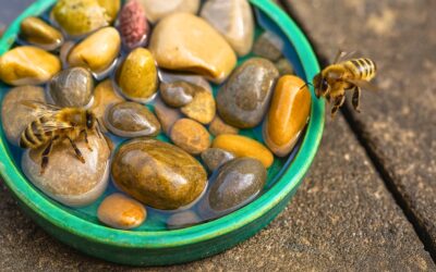 Bienen Wassertränke selber machen: Naturprojekt für Kids